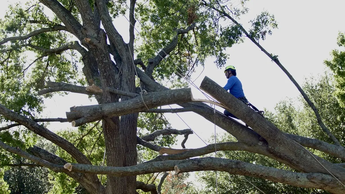Professional Crown Thinning performed by certified arborists in Stapleton